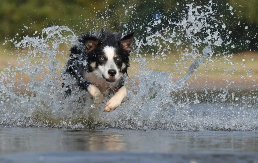 découvrez l'univers fascinant des chiens de berger, leurs compétences exceptionnelles en matière de garde et de conduite des troupeaux, ainsi que leur comportement affectueux et loyal envers leur maître. apprenez à les connaître et à comprendre leur rôle essentiel dans l'élevage et l'agriculture.
