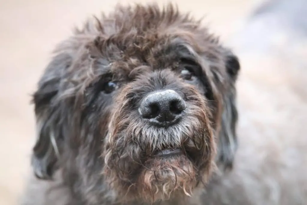 découvrez l'univers fascinant des chiens de berger, leurs compétences impressionnantes en matière de conduite du bétail et leur loyauté indéfectible. apprenez-en plus sur leurs races, leur éducation et comment ces chiens intelligents s'intègrent aussi bien dans le travail rural que comme compagnons de vie.