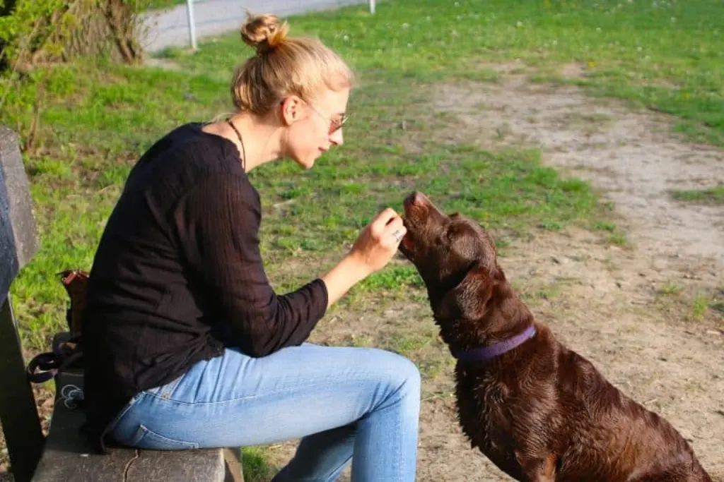 découvrez des conseils pratiques, des astuces et des ressources indispensables pour les propriétaires d'animaux. facilitez la vie de votre compagnon à quatre pattes et renforcez le lien qui vous unit.