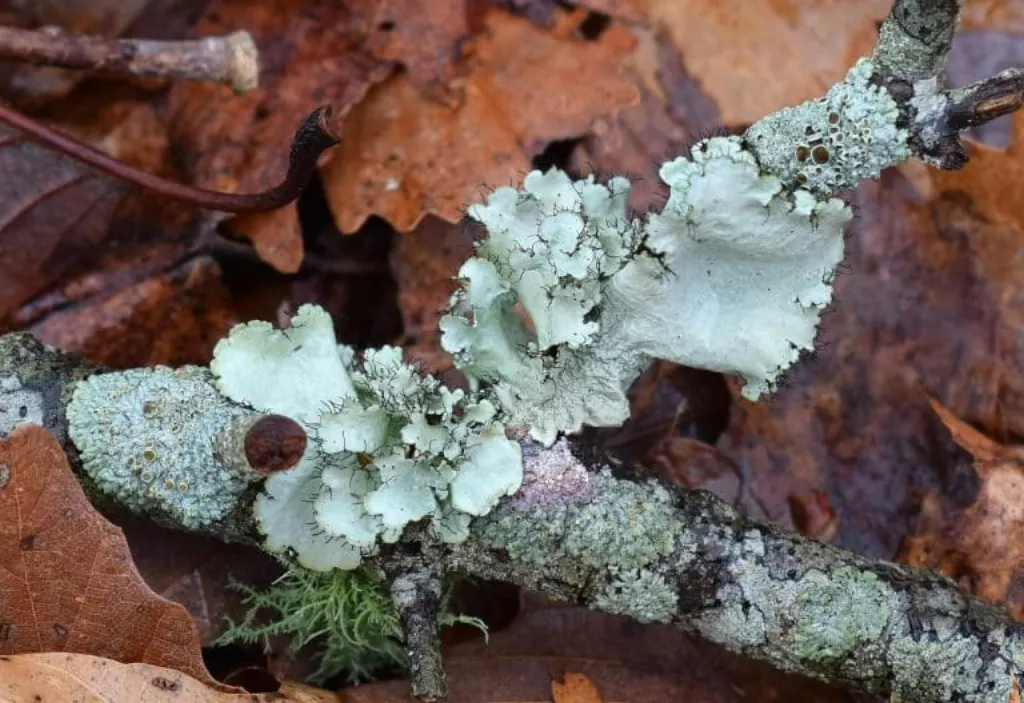 découvrez le monde fascinant des cyanobactéries, des micro-organismes photosynthétiques souvent appelés algues bleu-vert, qui jouent un rôle crucial dans les écosystèmes aquatiques et terrestres. apprenez comment elles contribuent à la production d'oxygène, à la fixation de l'azote et à la santé des environnements naturels.