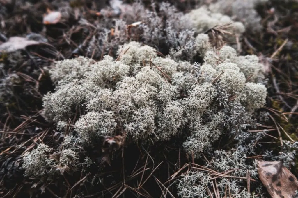 découvrez le monde fascinant des cyanobactéries, ces organismes photosynthétiques vieux de plusieurs milliards d'années qui jouent un rôle essentiel dans l'écosystème terrestre. explorez leur importance dans la production d'oxygène, leur utilisation en biotechnologie et leur impact sur la vie aquatique.