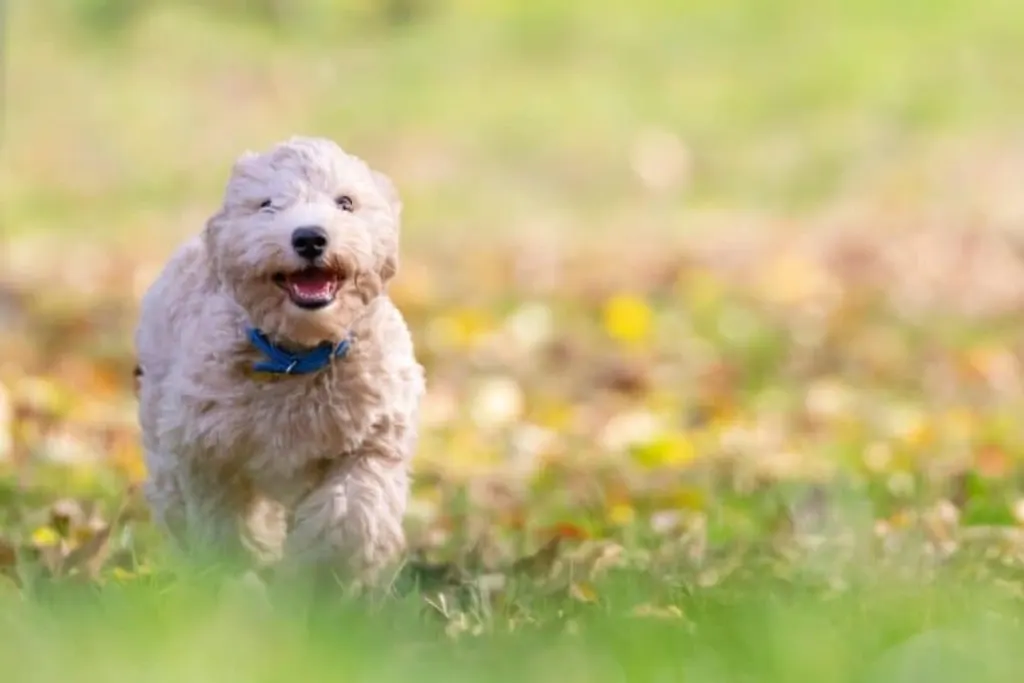 découvrez tout sur les chiens : leurs caractéristiques, comportements, soins et conseils d'éducation pour vivre en harmonie avec votre compagnon à quatre pattes.