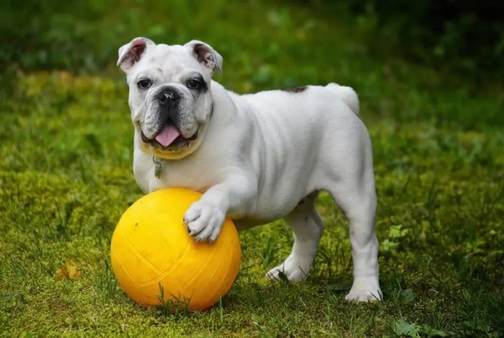 découvrez les causes et les conséquences des attaques de chiens. apprenez à reconnaître les signes de comportement agressif chez les chiens et comment prévenir les incidents pour assurer la sécurité de tous.