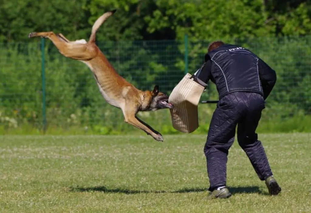 découvrez les causes, les conséquences et les mesures de prévention face aux attaques de chiens. informez-vous pour protéger vos proches et vos animaux dans notre guide complet sur les agressions canines.