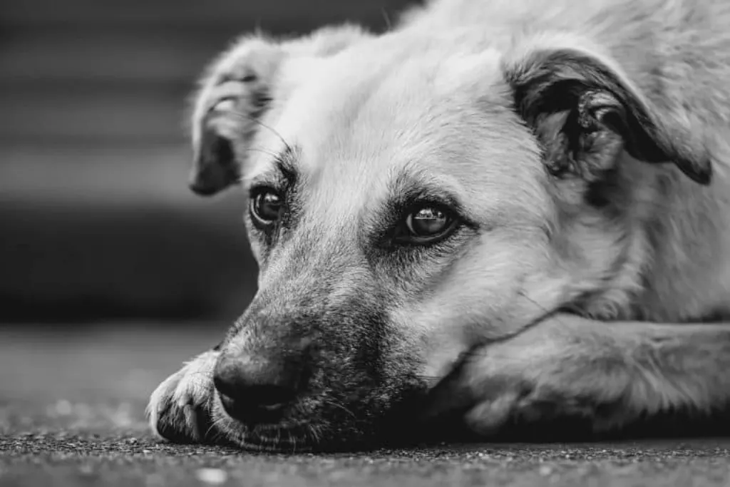 découvrez les causes des attaques de chiens, comment réagir face à ces situations et les moyens de prévenir les incidents. informez-vous sur la sécurité autour des chiens pour protéger vos proches et vos animaux.