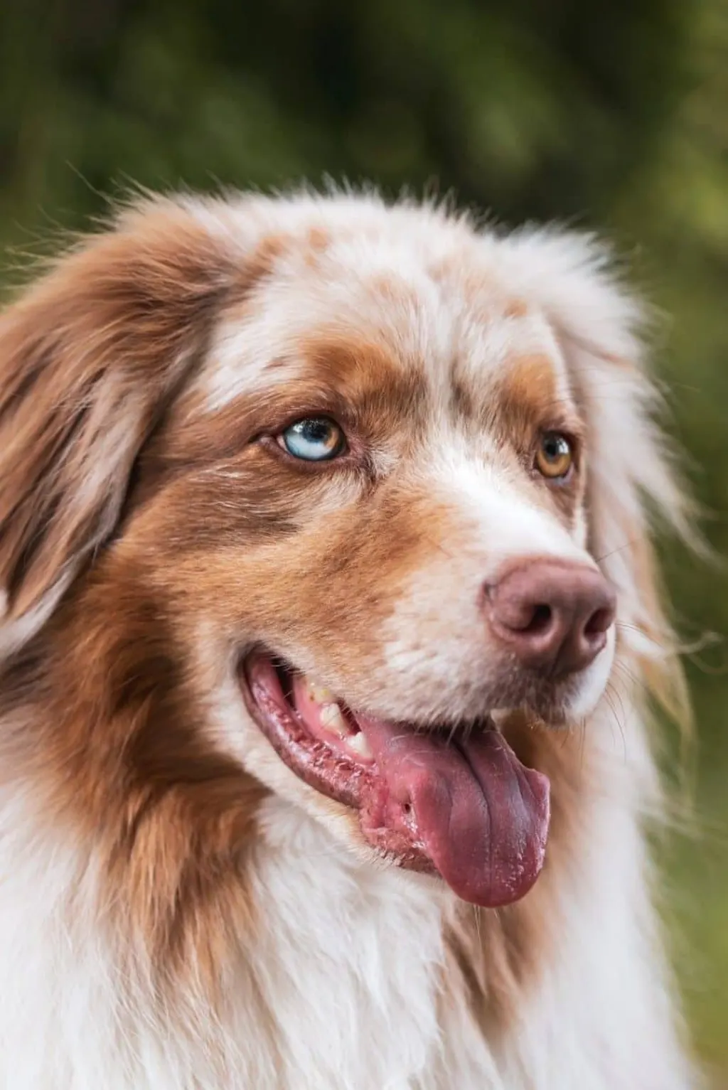 découvrez les causes, les conséquences et les conseils de prévention face aux attaques de chiens. informez-vous sur la sécurité autour des animaux et comment réagir en cas d'incident.