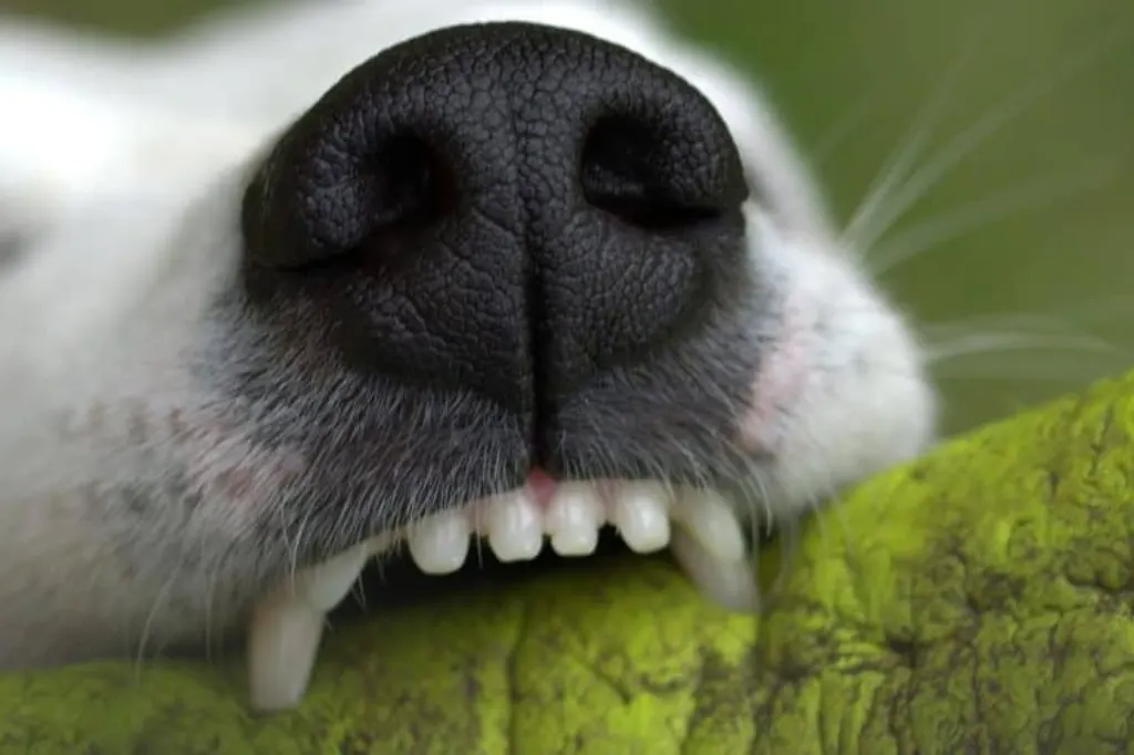 découvrez les causes, les symptômes et les traitements des morsures de chien dans cet article informatif. apprenez comment prévenir les incidents et prendre soin des victimes de morsures canines.