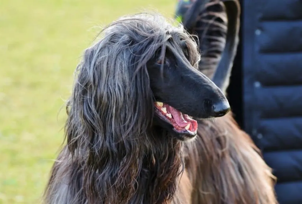 découvrez tout ce qu'il faut savoir sur les morsures de chien : causes, prévention, premiers secours et traitements. informez-vous pour assurer la sécurité des enfants et des animaux.