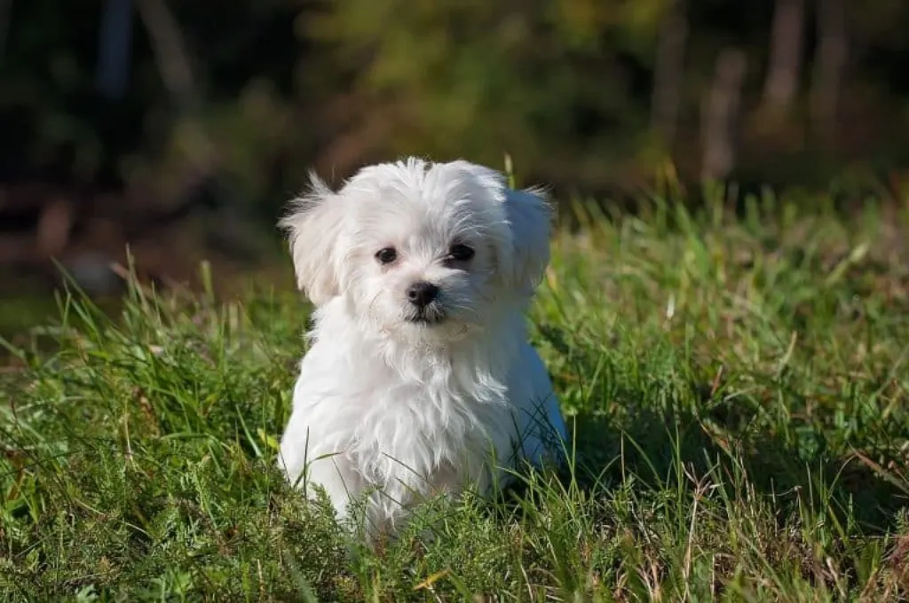 rejoignez notre dog club, un espace convivial dédié aux amoureux des chiens ! profitez de formations, activités ludiques et conseils d'experts pour renforcer le lien avec votre compagnon à quatre pattes. inscrivez-vous dès aujourd'hui et partagez votre passion avec d'autres passionnés !