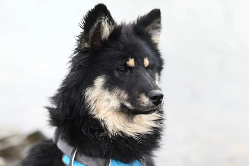 découvrez les réflexions et avis canins sur divers sujets. explorez des articles captivants sur la psychologie des chiens, leurs comportements, et ce qu'ils pensent de leurs maîtres et du monde qui les entoure. un regard unique sur la vie canine!