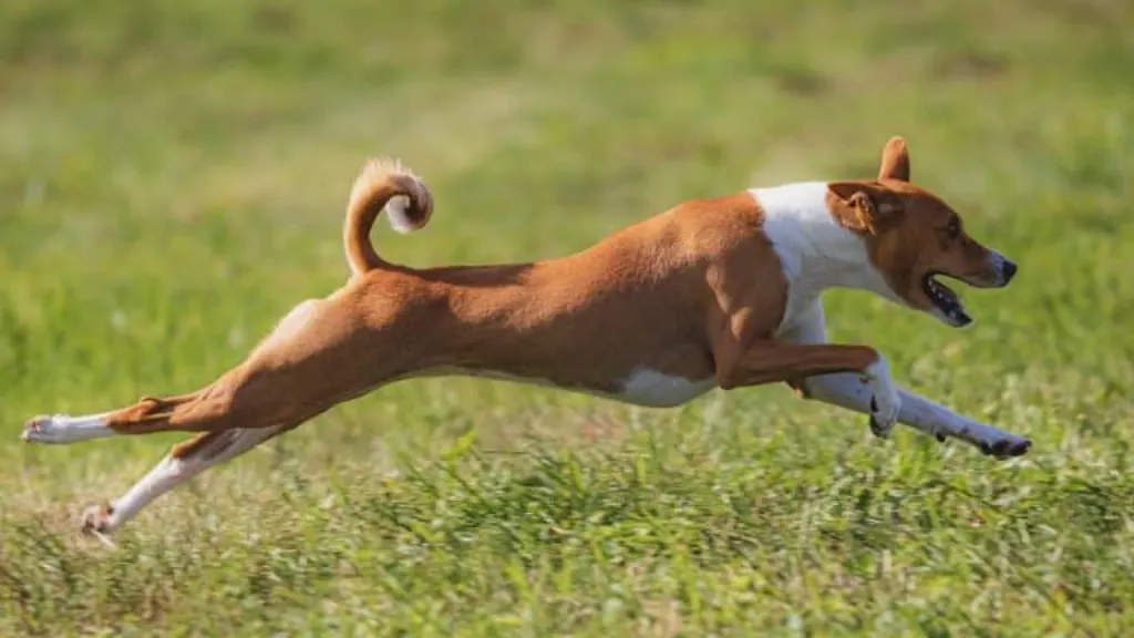 découvrez le parc à chiens, un espace dédié aux amoureux des animaux où vos compagnons à quatre pattes peuvent jouer librement, socialiser avec d'autres chiens et profiter d'un environnement sécurisé. parfait pour les promenades, les jeux et les moments de détente en plein air.