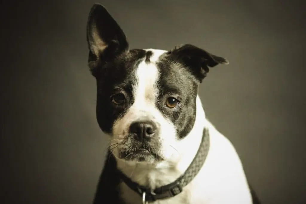 découvrez notre parc canin, un espace sécurisé et aménagé pour le bonheur de vos animaux. profitez d'une aire de jeux spécialement conçue pour les chiens, où ils peuvent courir, socialiser et s'amuser en toute liberté. une expérience idéale pour renforcer le lien entre vous et votre compagnon à quatre pattes.