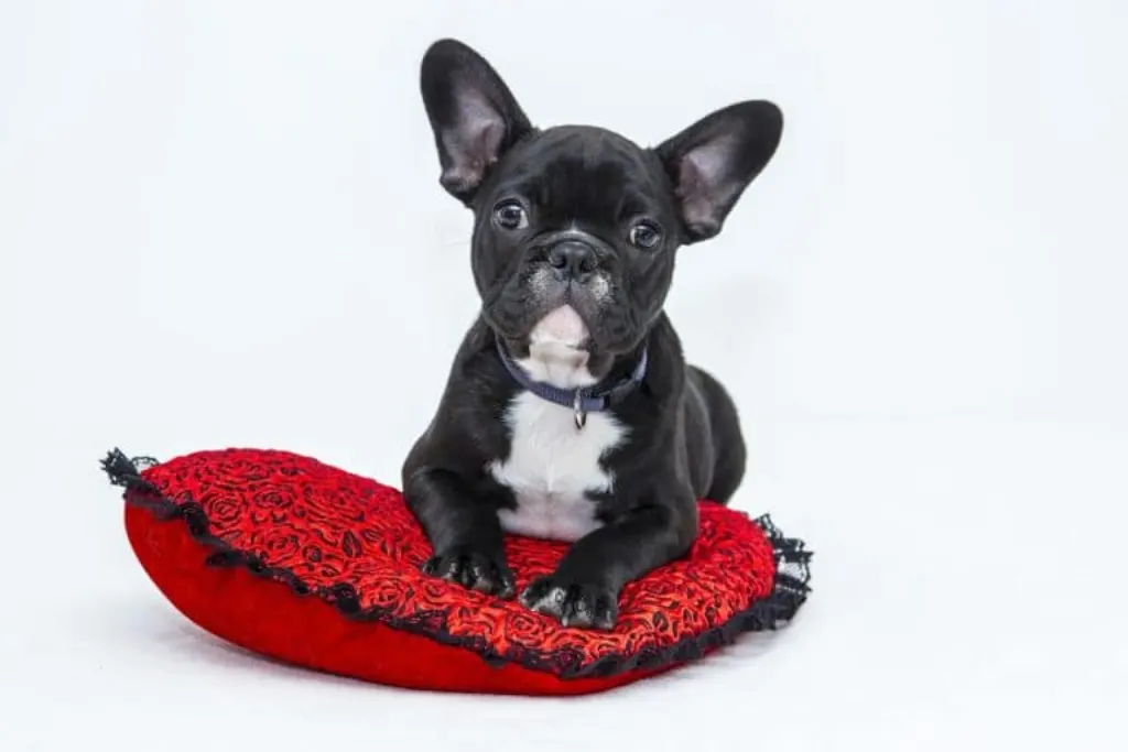 découvrez notre plan pour chien, conçu pour assurer le bien-être et la santé de votre compagnon à quatre pattes. des conseils pratiques aux astuces d'éducation, offrez-lui une vie épanouie et équilibrée.