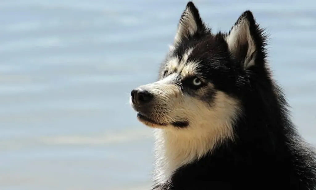 découvrez notre plan complet pour le bien-être de votre chien. des conseils nutritionnels aux activités ludiques, créez une routine adaptée pour améliorer la santé et le bonheur de votre compagnon à quatre pattes.