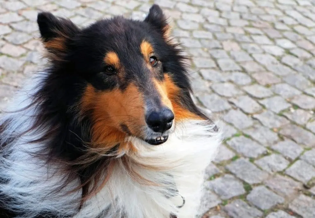 découvrez nos services de dog-sitting professionnels pour prendre soin de votre chien pendant votre absence. des passionnés s'occupent de votre compagnon avec amour et attention, garantissant promenades, jeux et câlins. réservez dès maintenant pour un service de confiance!