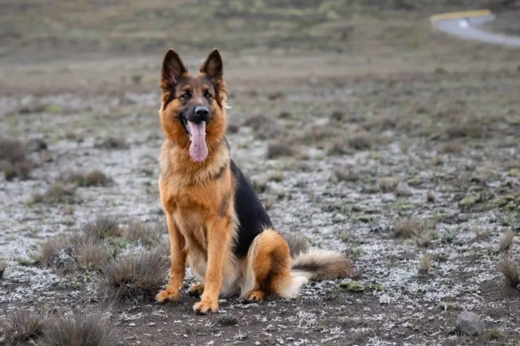 découvrez le service de dog-sitting idéal pour prendre soin de votre compagnon à quatre pattes pendant vos absences. profitez de la tranquillité d'esprit en confiant votre chien à un professionnel passionné et attentionné, garantissant des promenades, des jeux et un environnement chaleureux. assurez le bien-être de votre animal avec notre service de garde fiable et adapté.