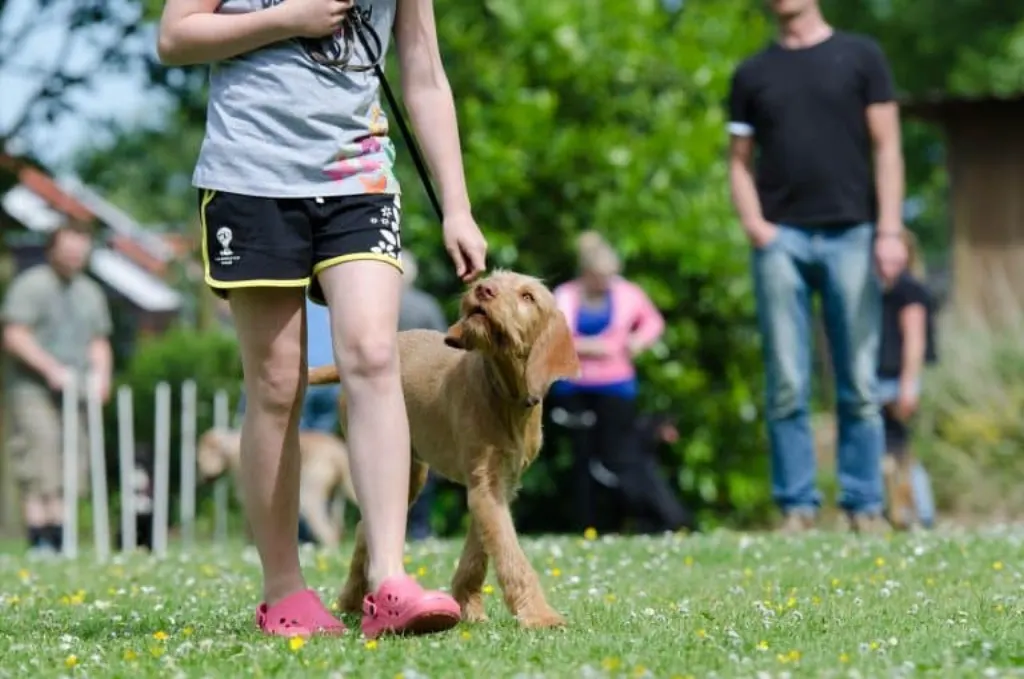 découvrez des conseils et astuces efficaces pour le dressage de votre chien. apprenez les meilleures techniques pour renforcer le lien avec votre compagnon tout en lui enseignant des comportements souhaitables. que vous soyez débutant ou expérimenté, nos guides vous aideront à obtenir des résultats positifs et durables.