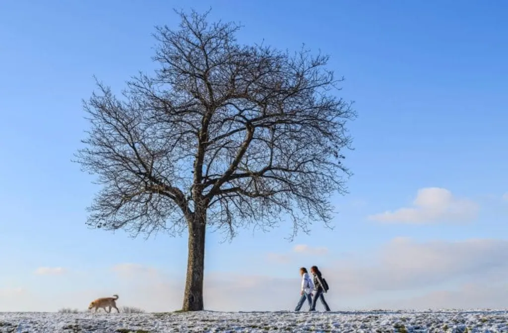 découvrez nos conseils pour des promenades de chien agréables et enrichissantes. apprenez à choisir les meilleurs itinéraires, à interagir avec d'autres chiens et à veiller à la sécurité de votre compagnon à quatre pattes tout en profitant de moments privilégiés en plein air.