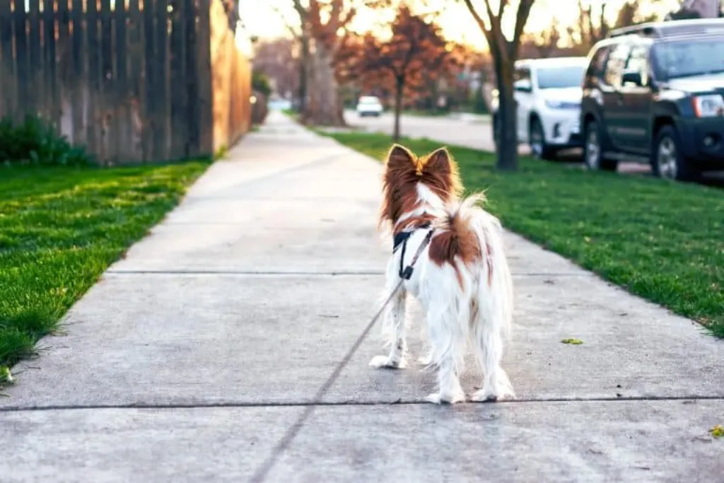 découvrez notre service de promenade de chiens, où des passionnés s'occupent de votre compagnon à quatre pattes avec soin et attention. offrez à votre chien des balades joyeuses et sécurisées tout en lui permettant de socialiser et de se dépenser.