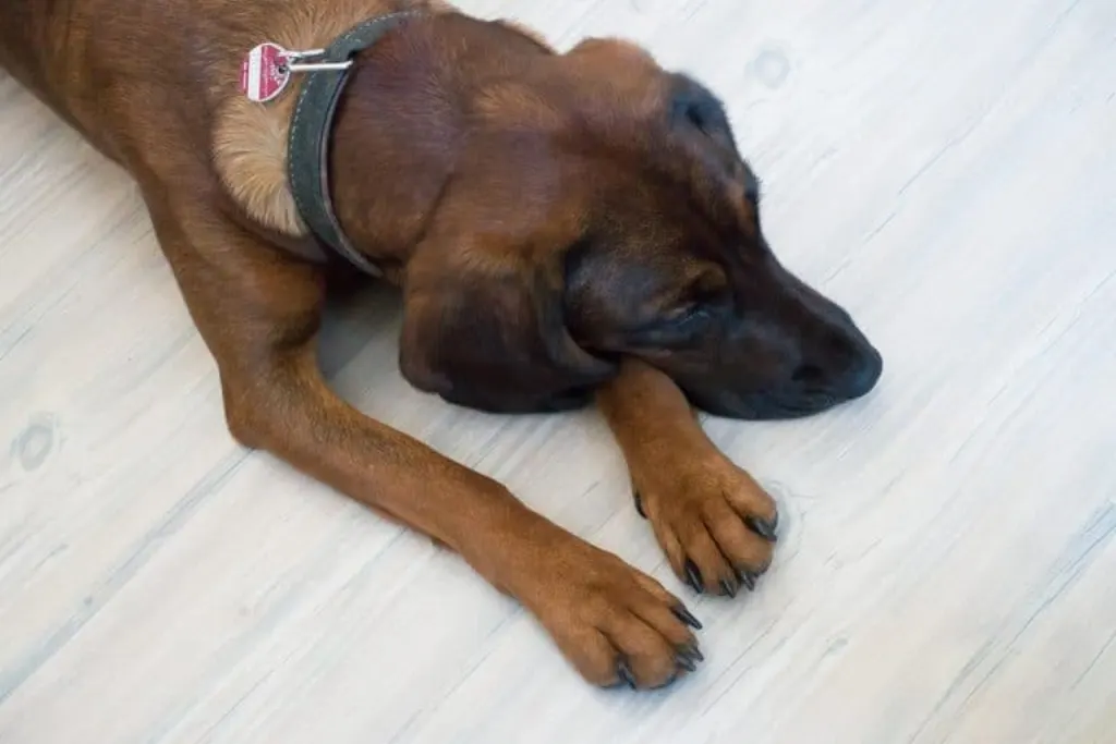 découvrez le mantrailing, une méthode de recherche basée sur l'odorat des chiens, utilisée pour retrouver des personnes disparues. explorez l'univers fascinant de cette discipline canine qui allie ténacité, confiance et compétences. informez-vous sur les techniques, les formations disponibles et les histoires inspirantes de succès!