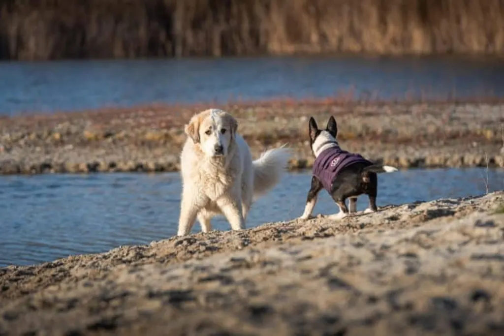 découvrez le patou, une race de chien emblématique des pyrénées, connu pour sa taille imposante, sa douceur et sa loyauté. explorez son histoire, ses caractéristiques et son rôle en tant que gardien des troupeaux.