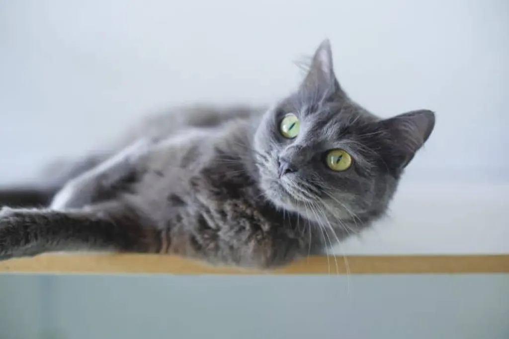 découvrez un monde fascinant dédié aux animaux de compagnie ! explorez des conseils, des astuces et des ressources pour prendre soin de vos animaux, comprendre leurs besoins et créer un environnement sain et heureux pour eux. que vous soyez propriétaire d'un chien, d'un chat, ou d'un animal moins conventionnel, trouvez ici tout ce dont vous avez besoin pour leur offrir une vie épanouie.