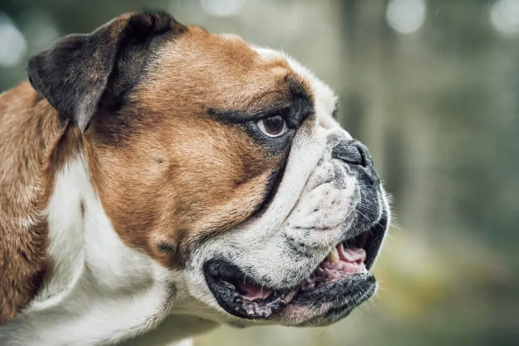 découvrez l'univers fascinant des animaux de compagnie avec notre guide complet. astuces, conseils et informations sur les soins, l'alimentation et le bien-être de vos amis à quatre pattes. un paradis pour tous les amoureux des animaux !