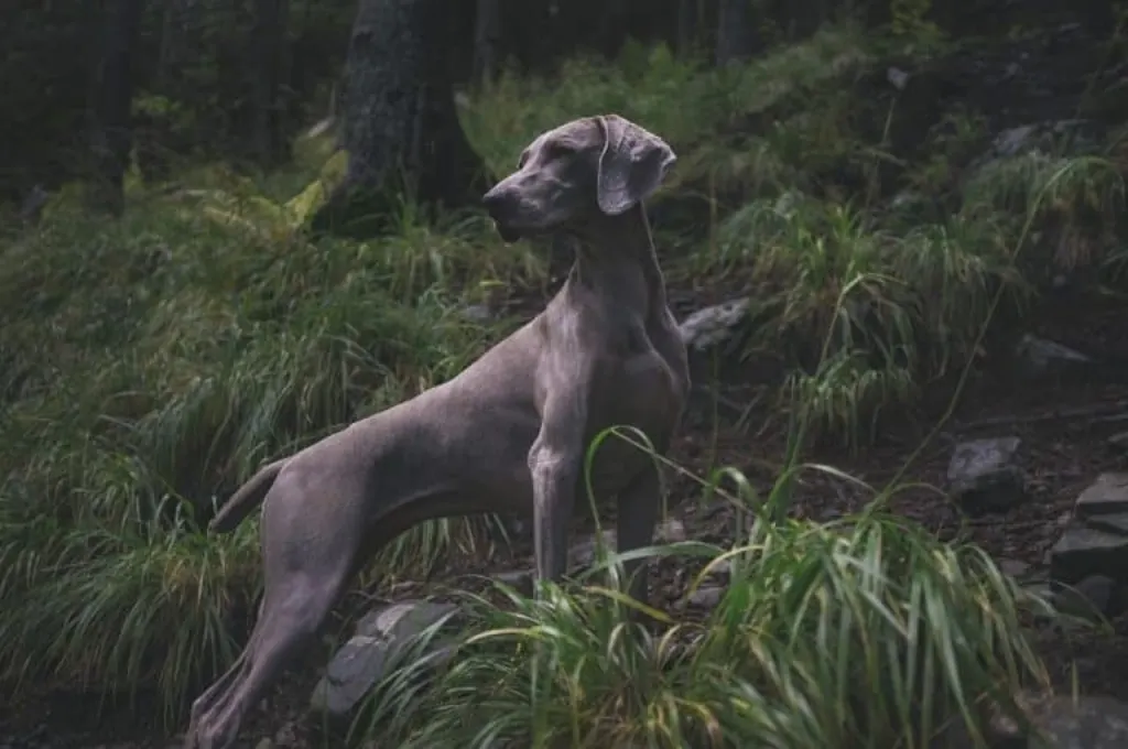 découvrez l'univers fascinant des chiens sauvages, leur habitat naturel, leurs comportements sociaux et leur rôle essentiel dans l'écosystème. apprenez-en davantage sur ces animaux fascinants et leur protection.
