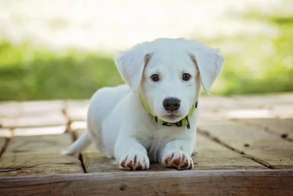 découvrez tout ce qu'il faut savoir sur les chiens dangereux. apprenez à identifier les races à risque, les comportements à surveiller et les mesures de sécurité à mettre en place pour garantir la cohabitation avec ces animaux potentiellement menaçants.
