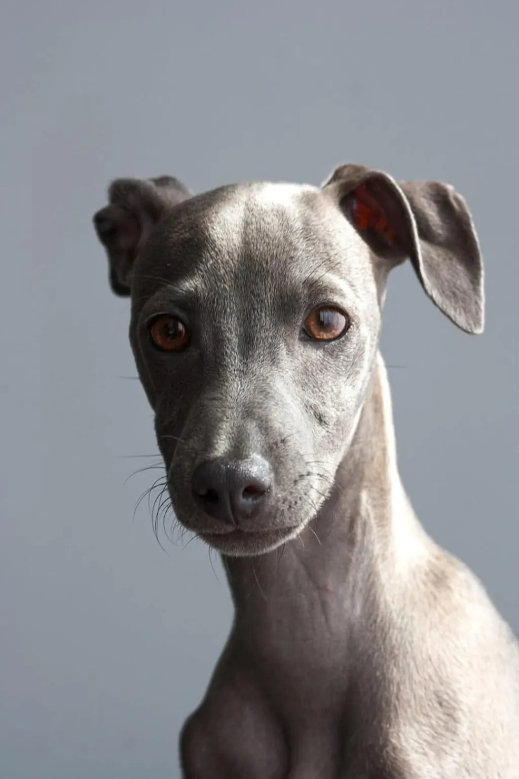 découvrez tout sur les chiens : soins, éducation, races et conseils pour un compagnon heureux et en bonne santé. explorez notre guide complet pour les amoureux des chiens.