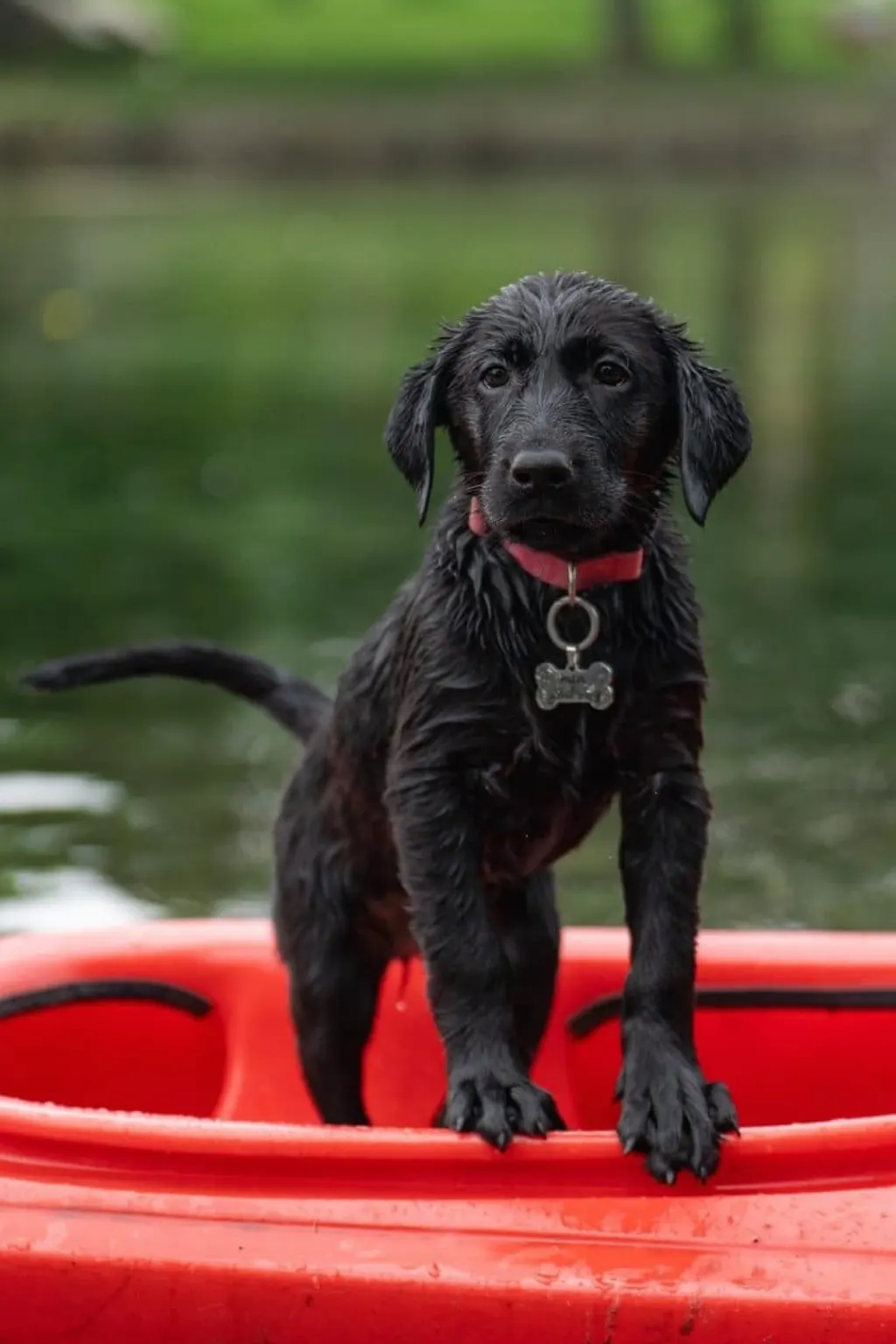 découvrez tout sur les chiens : soins, éducation, races, comportements et conseils pour bien vivre avec votre compagnon à quatre pattes.