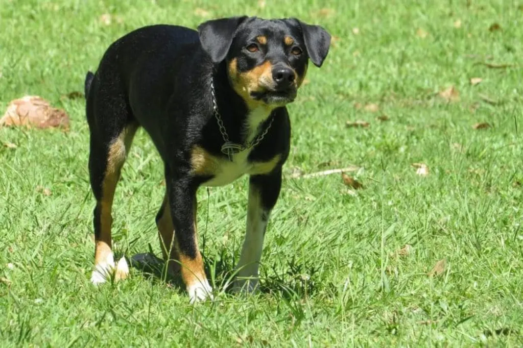 découvrez les causes, les conséquences et les mesures de prévention des attaques de chiens. informez-vous sur la manière de réagir en cas d'incident et sur l'importance de la sécurité autour des animaux. protégez-vous et vos proches grâce à des conseils pratiques.