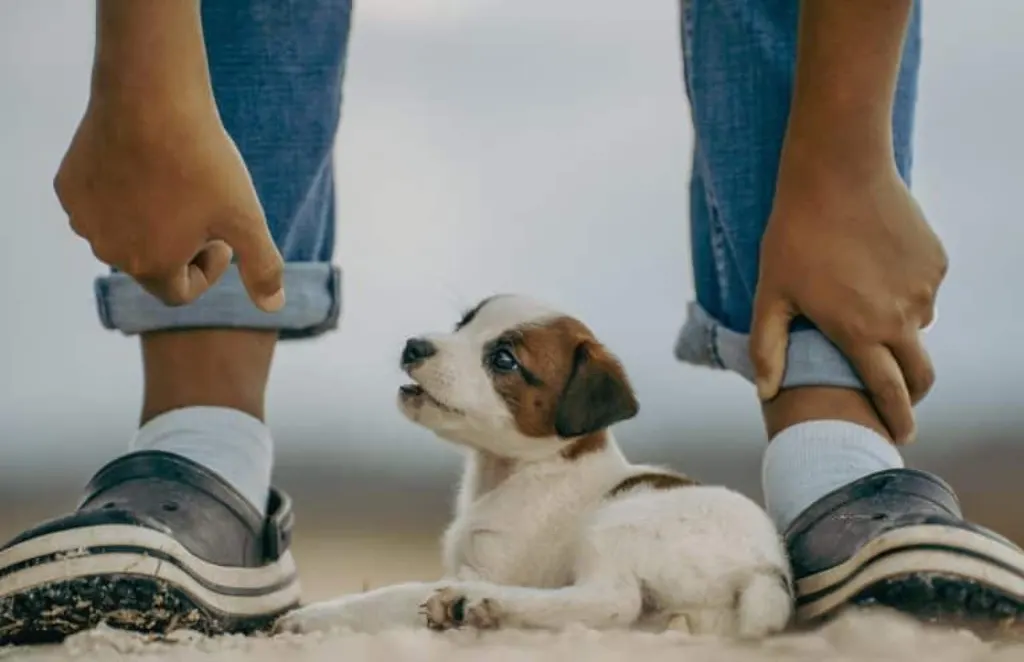 découvrez le jack russell, une race de chien énergique et intelligente, connue pour son esprit vif et sa loyauté. apprenez-en plus sur ses caractéristiques, son tempérament et les soins nécessaires pour assurer le bonheur de votre compagnon.