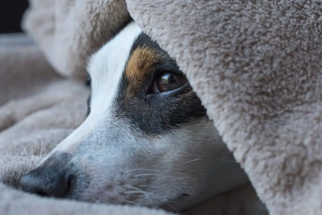 découvrez tout sur le jack russell, ce chien énergique et intelligent, parfait pour les familles et les amateurs de plein air. apprenez à le dresser, à comprendre son tempérament et à prendre soin de cette race dynamique.