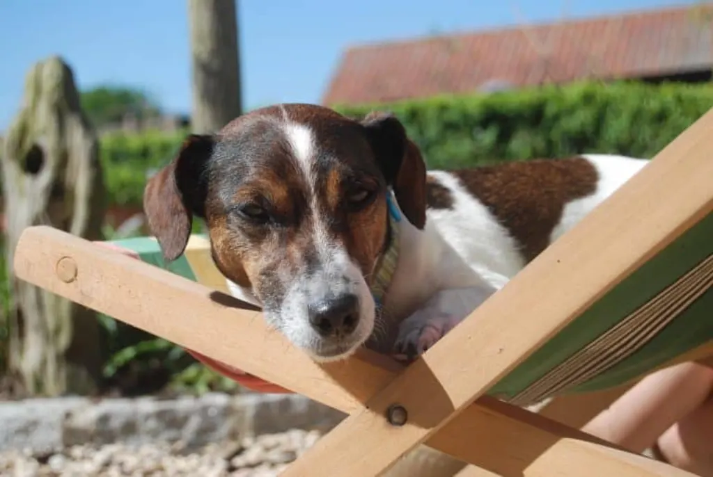 découvrez tout sur le jack russell, une race de chien pleine d'énergie, intelligente et affectueuse. apprenez ses caractéristiques, ses besoins en matière d'éducation et de soins, ainsi que des conseils pour une vie harmonieuse avec ce compagnon dynamique.