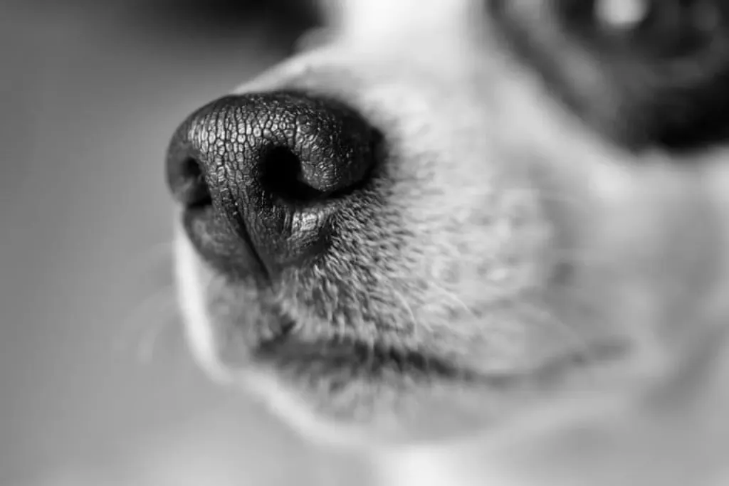 découvrez tout sur le jack russell, un chien énergique et intelligent, idéal pour les familles actives. apprenez ses caractéristiques, son éducation et ses besoins en exercice pour assurer son bien-être.