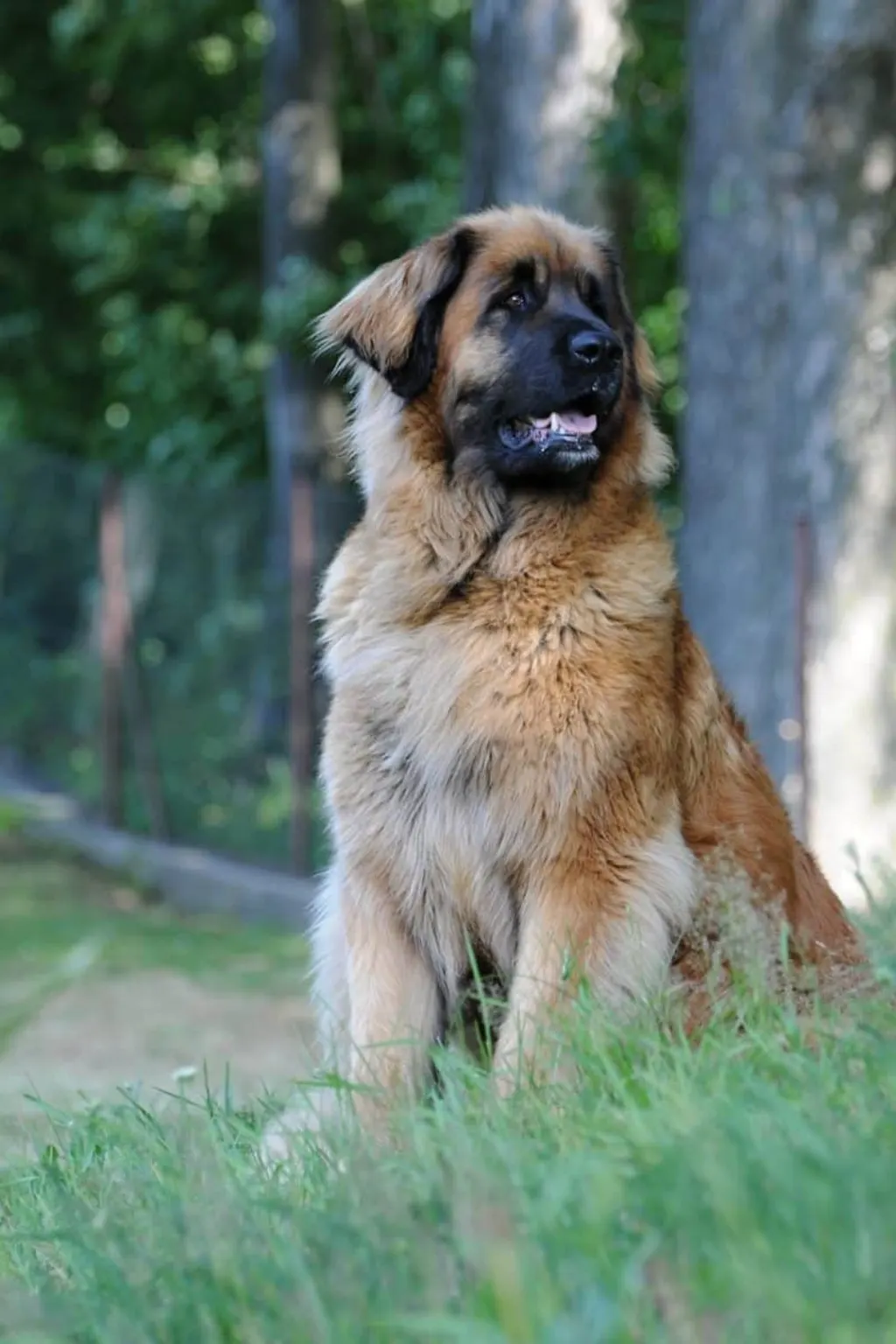 découvrez le léonberg, une race de chien majestueuse et affectueuse, parfaite pour les familles. apprenez-en plus sur ses caractéristiques, son tempérament et ses besoins spécifiques pour en faire le compagnon idéal.