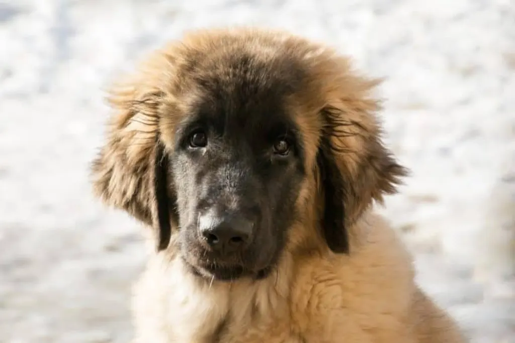 découvrez tout sur le léonberg, une race de chien majestueuse et affectueuse, idéale pour les familles. apprenez-en davantage sur ses caractéristiques, son tempérament et les soins nécessaires pour assurer son bien-être.