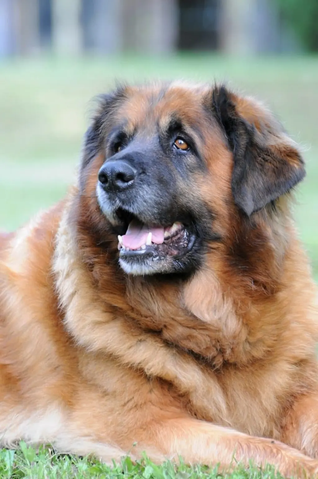 le léonberg est une race de chien majestueuse, connue pour sa grande taille, son pelage abondant et son tempérament affectueux. ce compagnon loyal et protecteur est idéal pour les familles et apprécie les activités en plein air. découvrez tout ce qu'il faut savoir sur cet animal fascinant.