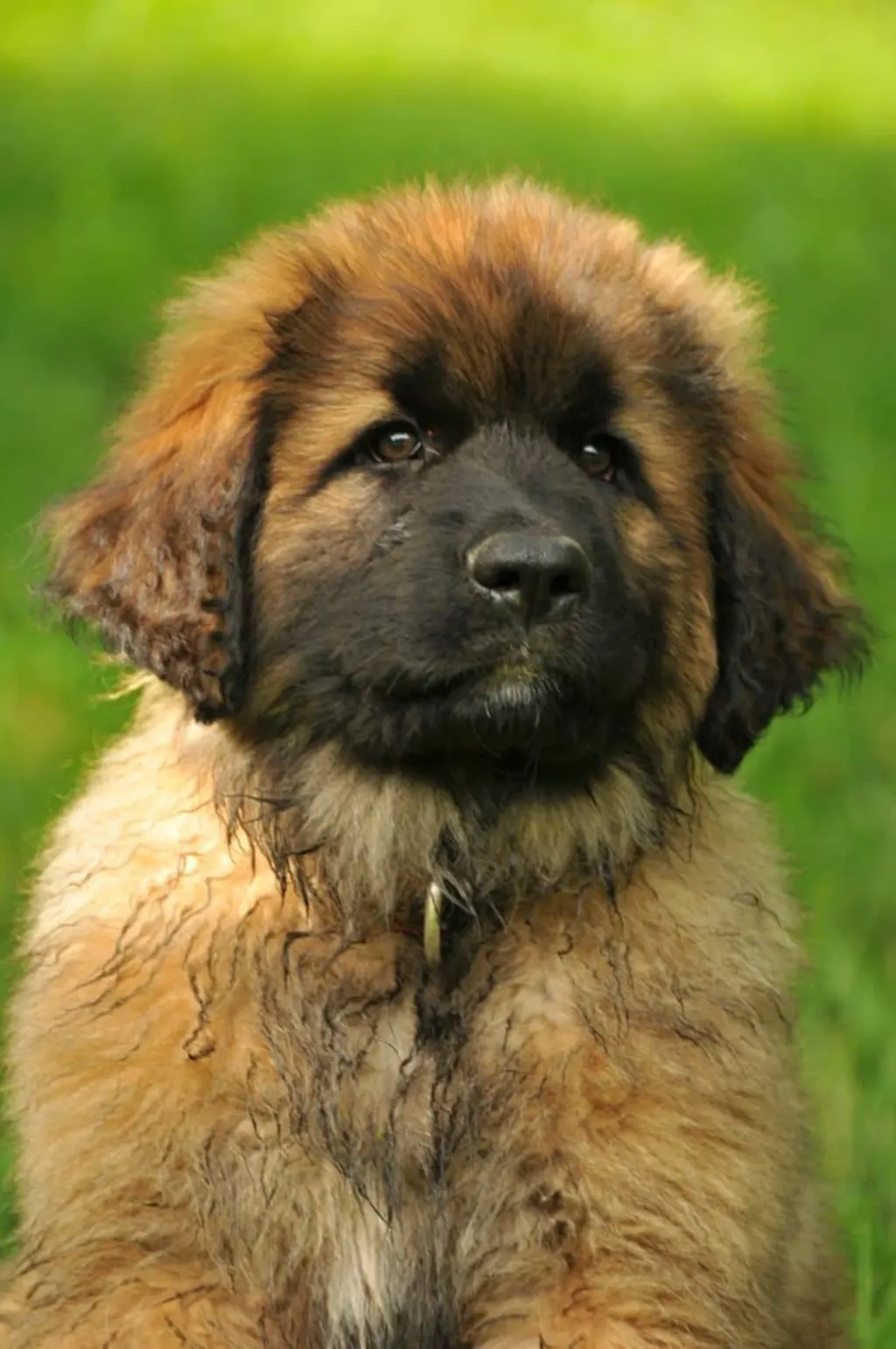 découvrez le léonberg, un chien de grande taille au caractère doux et affectueux. idéal pour les familles, ce compagnon loyal est réputé pour son intelligence et sa beauté majestueuse. apprenez tout sur cette race fascinante, ses besoins, et comment en prendre soin.