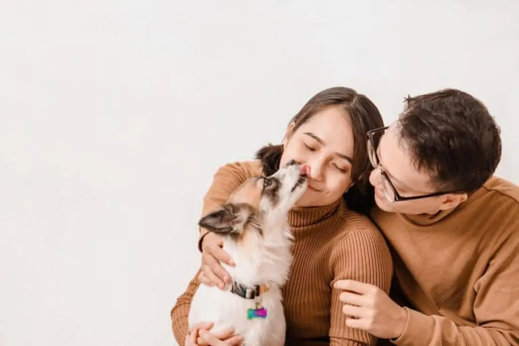 découvrez notre gamme de muselières confortables et sécurisées pour chiens. assurez-vous que votre animal de compagnie reste protégé et heureux lors de vos promenades. options ajustables et adaptées à toutes les tailles, parfaites pour le dressage et les visites chez le vétérinaire.