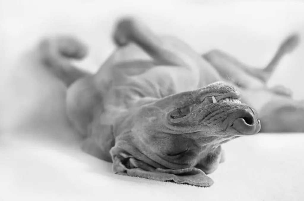 découvrez tout sur les muselières : choix, utilisation et conseils pour le bien-être de votre chien. assurez-vous que votre compagnon à quatre pattes soit à l'aise et en sécurité grâce aux bonnes pratiques et à une muselière adaptée.