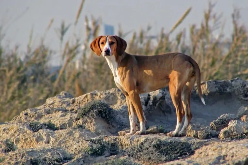 stray dogs : comprendre l’errance canine, adopter en refuge, stériliser et protéger. conseils pratiques pour aider et assurer le bien-être des chiens des rues.