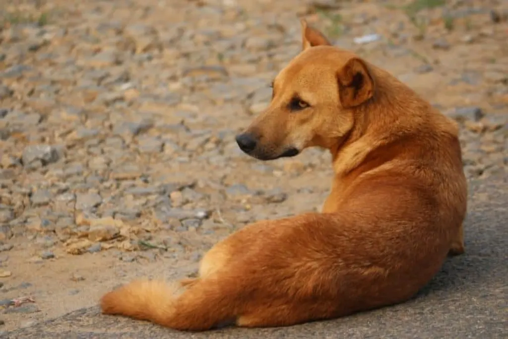 chiens errants : causes, défis et solutions. infos adoption responsable, associations et conseils pour aider et protéger ces animaux vulnérables.